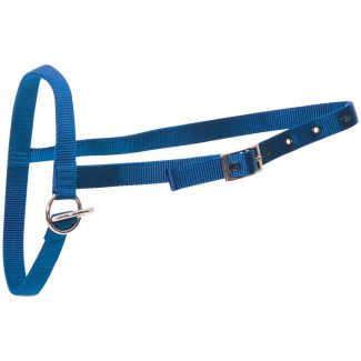 Halter Nylon Calf Leading Blue