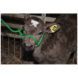 Halter Poly Rope Calf Green