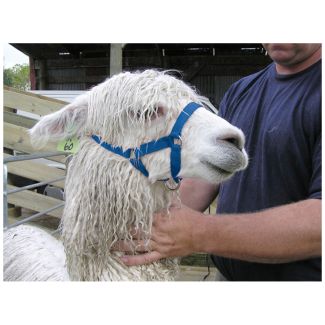 Halter Webbing Alpaca Cria Blue