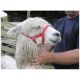 Halter Webbing Alpaca Cria Red