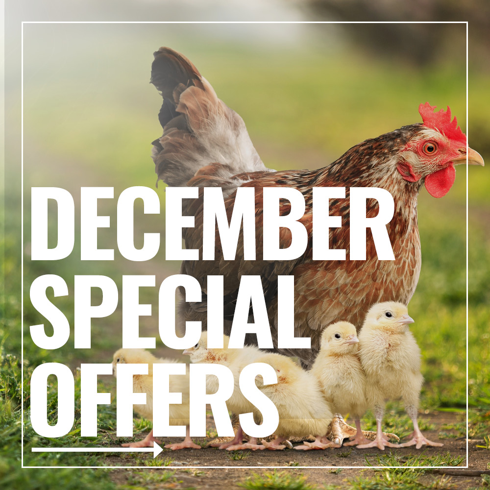 December Specials