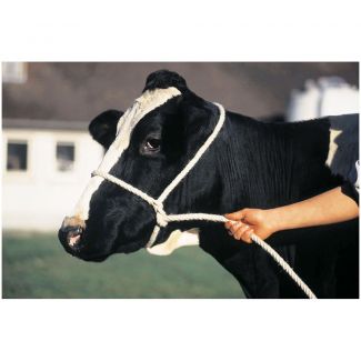 Halter Poly Rope Cow Blue