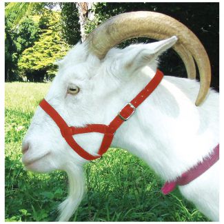 Halter Webbing Goat Large Red