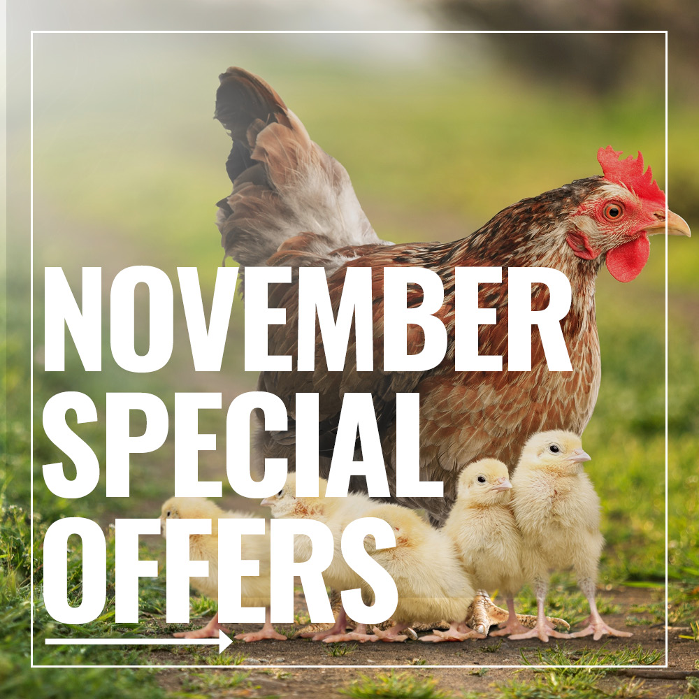 November Specials